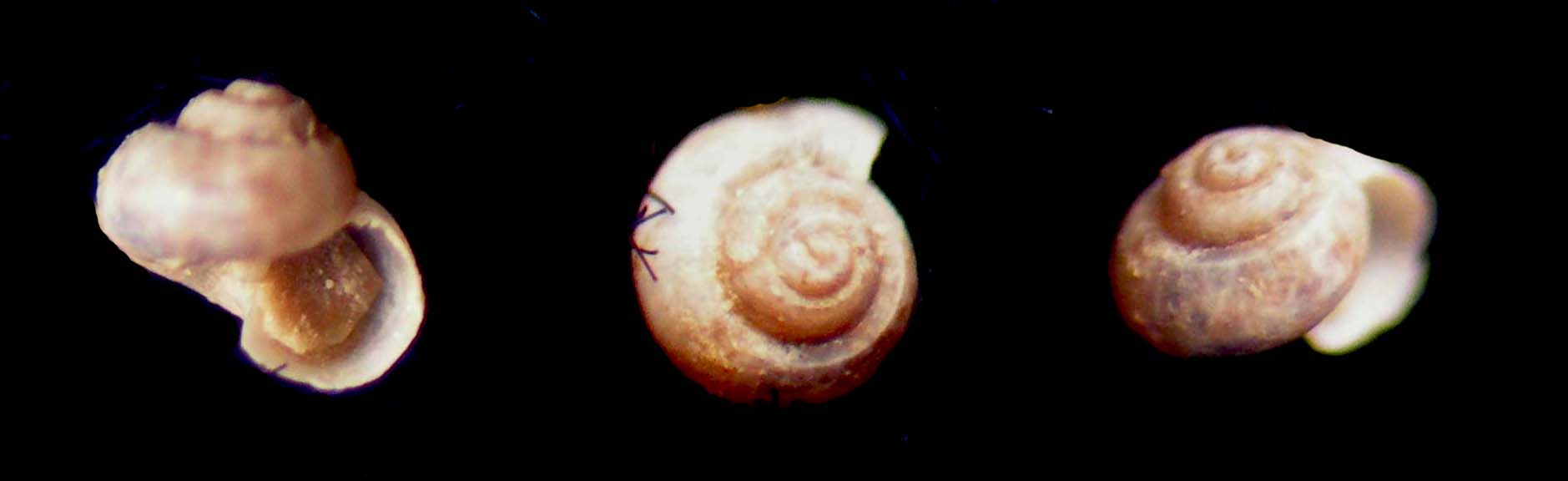 Cirsonella romettensis juv.